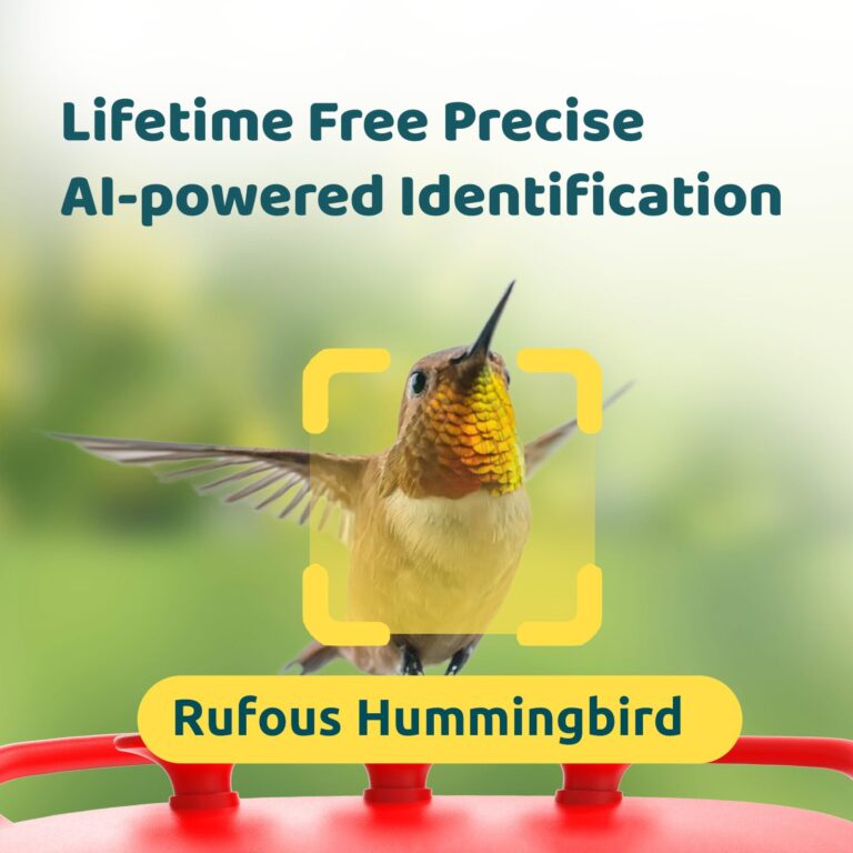NETVUE by Birdfy Hummingbird Feeder with 2 Cameras Solar Powered - Dual Smart Cams, 2K HD Wireless for 2 Angels Close-up Bird Watching Outdoor, Instant Notifications (20Oz) (Hum Duo AI Solar) - Image 6