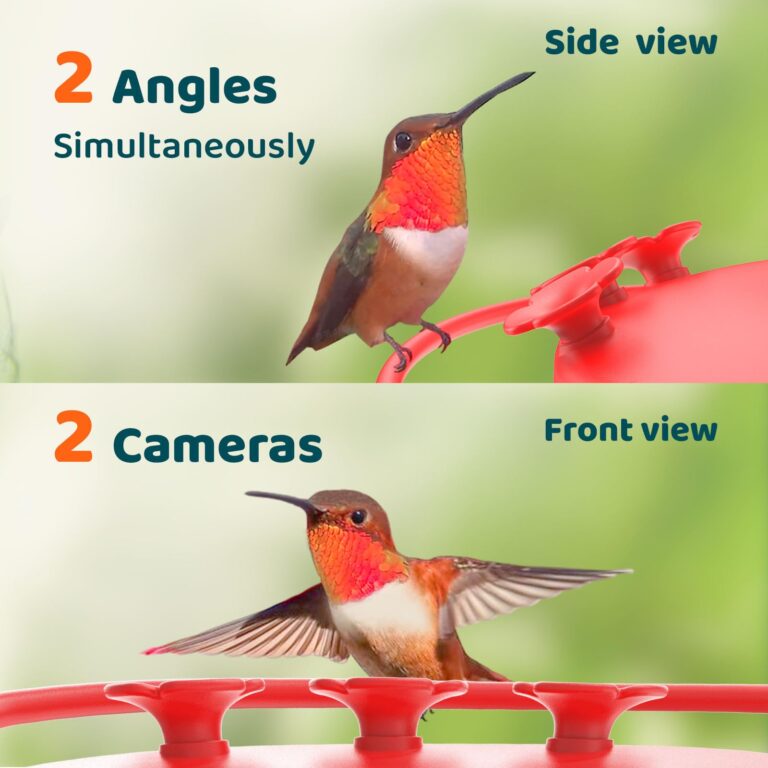 NETVUE by Birdfy Hummingbird Feeder with 2 Cameras Solar Powered - Dual Smart Cams, 2K HD Wireless for 2 Angels Close-up Bird Watching Outdoor, Instant Notifications (20Oz) (Hum Duo AI Solar) - Image 8